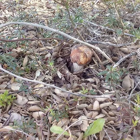 לינה וארוחת בוקר Il Nuraghe